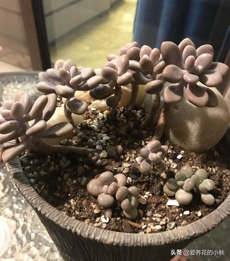 桃蛋爆盆养殖技术,桃蛋爆盆的正确方法