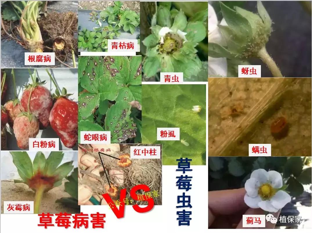 大棚草莓常见病虫害防治方法,南京地区草莓病虫害防治的现状