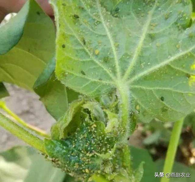 棉花管理思路总结,棉花6月份管理要点