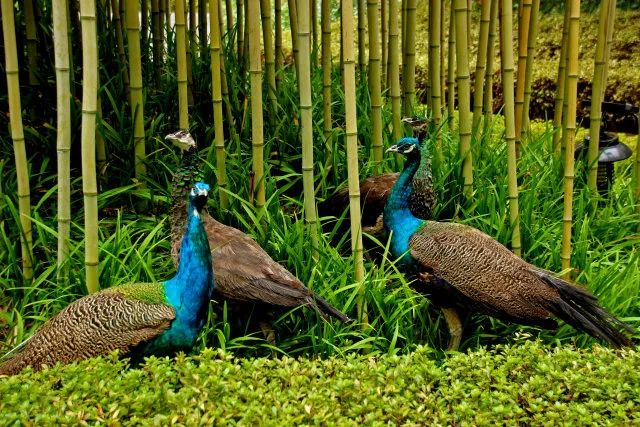 ¥599/套起!栖息30只孔雀!竹海环绕避世酒店竟全部用竹子造