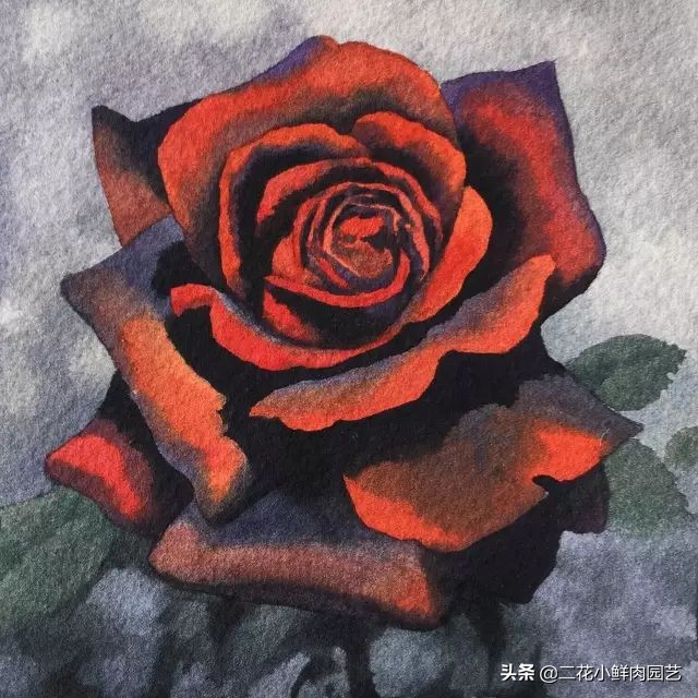 100种花卉绘画,100多张花卉线描手稿素材赶快收藏