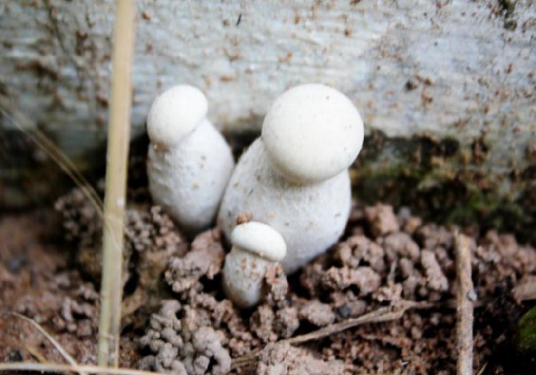 双孢菇怎么栽培种植,双孢菇种植需要什么条件