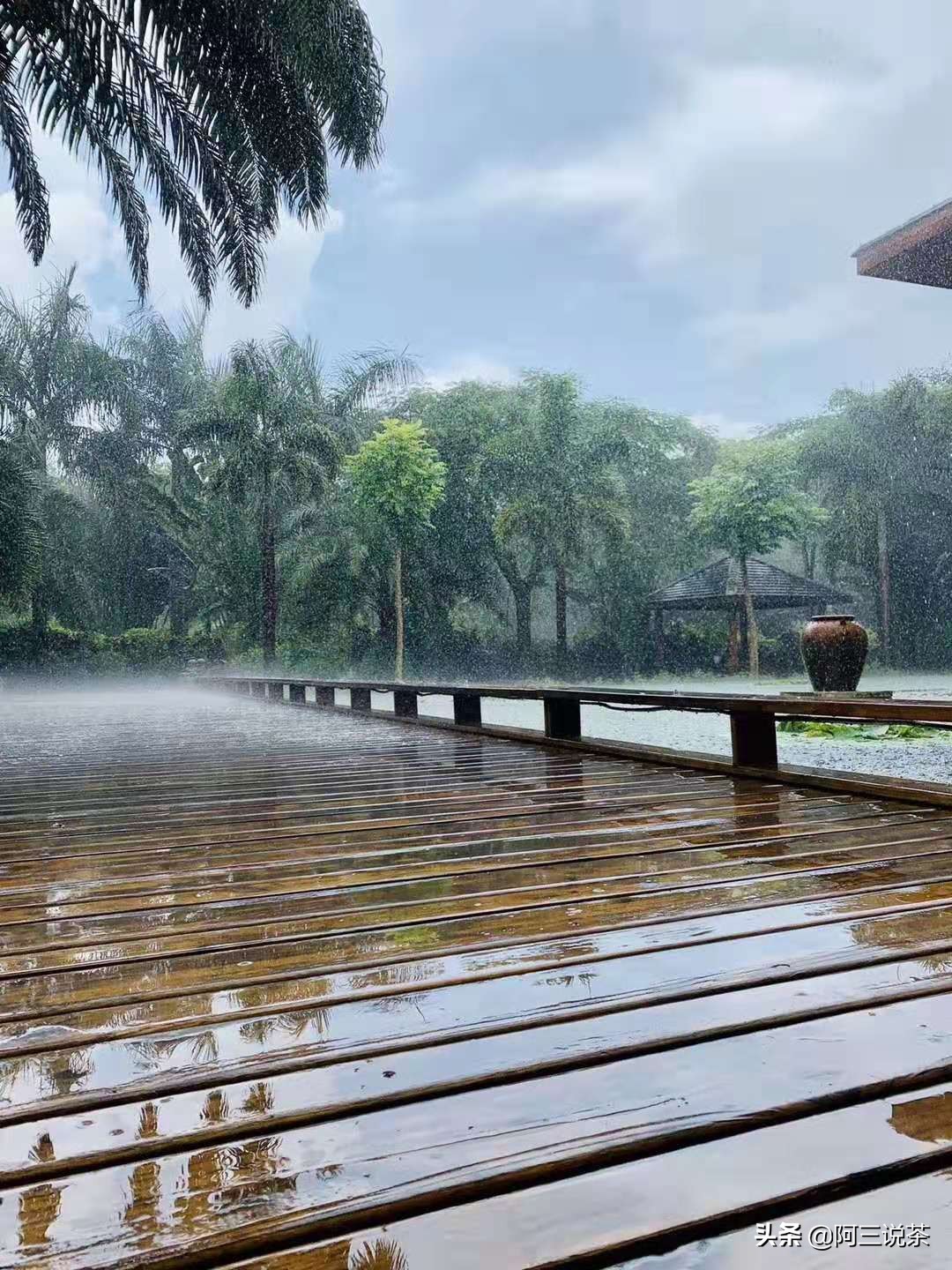 普洱老茶知识普及讲解,普洱茶的老茶是什么样的