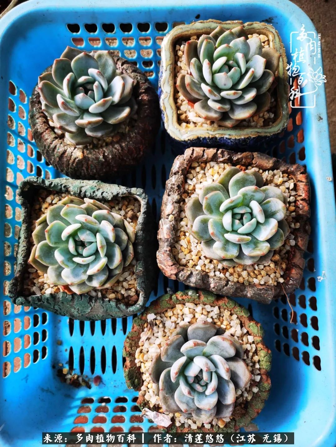 可爱多肉的露脸照,多肉大合照视频