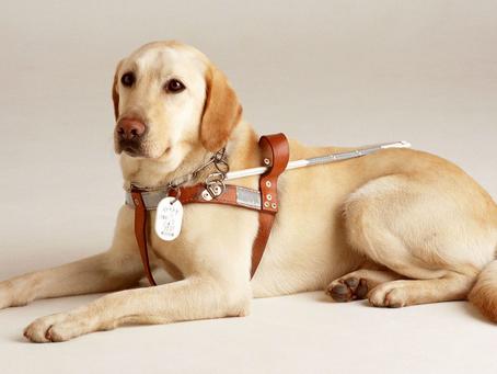 小金毛到家几天可以开始训练,小金毛刚到家该怎么养