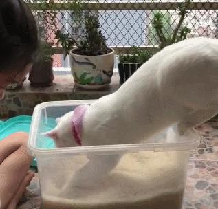 猫咪乱尿太烦人听听医生怎么说,猫咪绝育后还是乱尿怎么回事