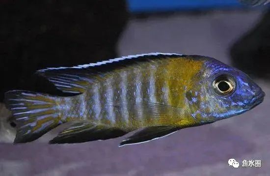 三湖慈鲷马鲷孔雀珍珠系能长多大,三湖慈鲷之孔雀
