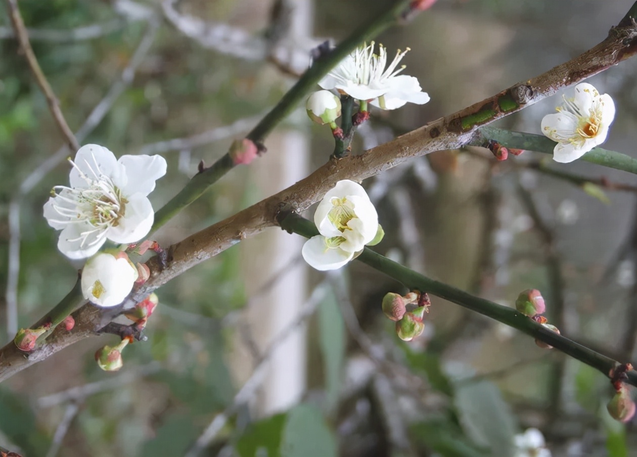 唐诗中的绝美冬天,写冬的绝美唐诗