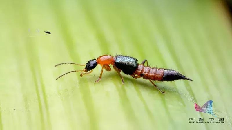 这几种虫子千万不能用手拍,上热搜遇到这种虫子千万别用手拍