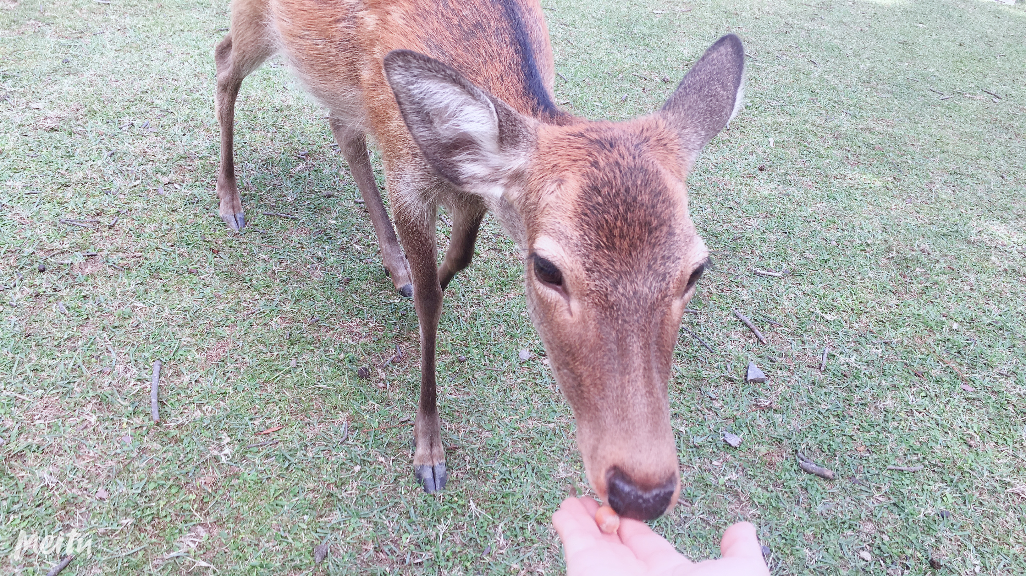 京都之旅探寻古都的魅力与美景,日本旅游东京京都霓虹初见