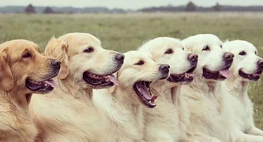 金毛流鼻涕怎么办最有效,金毛流鼻涕怎么治疗