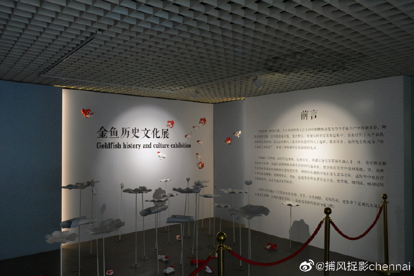 金鱼展和金鱼题材*物文**展