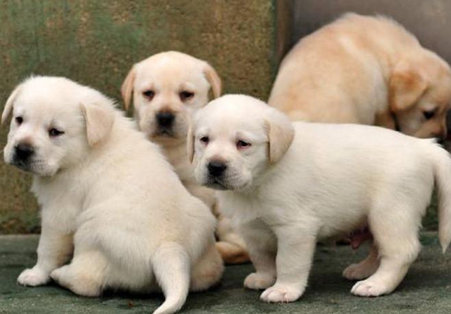 买狗千万不能说的话,买狗需要注意什么才不会被坑