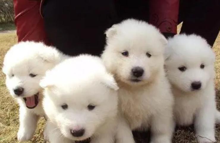 幼犬两天不排便是怎么回事,幼犬一天没排便正常吗