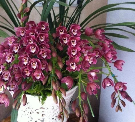 大花蕙兰养殖技巧和方法,大花蕙兰怎么养殖好看