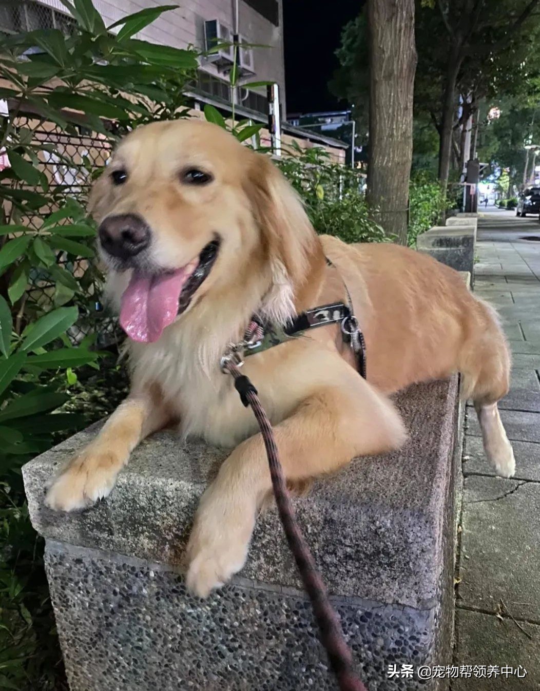 胖金毛最后减肥成功,金毛被迫减肥完整视频