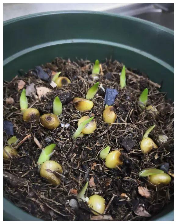 君子兰教你一招每年开花爆盆,君子兰怎么种植长得快而好开花早