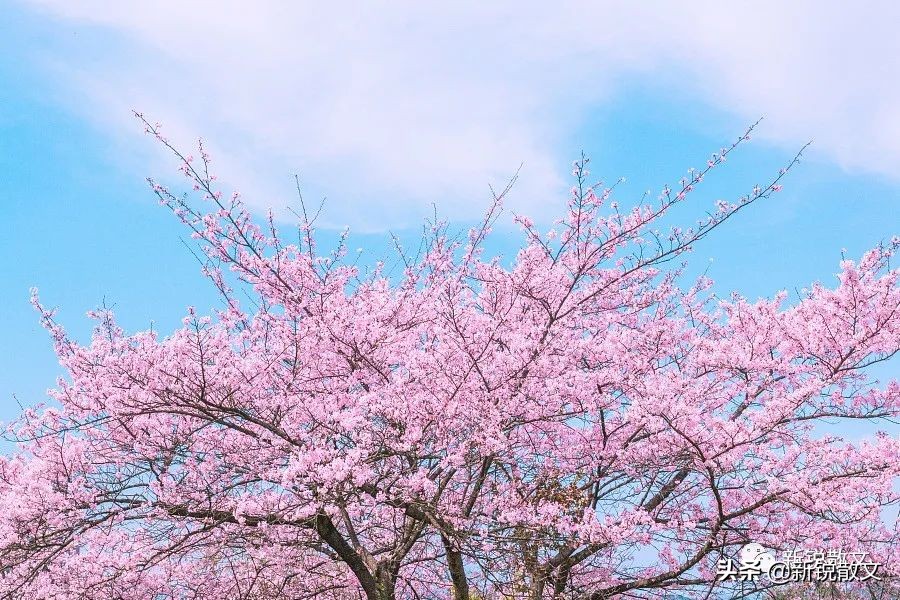朋友送我一朵名贵的花,朋友送我一束花照片视频