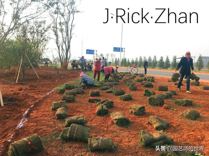 怎样种植草坪技术,果岭草坪的种植养护方法及技巧