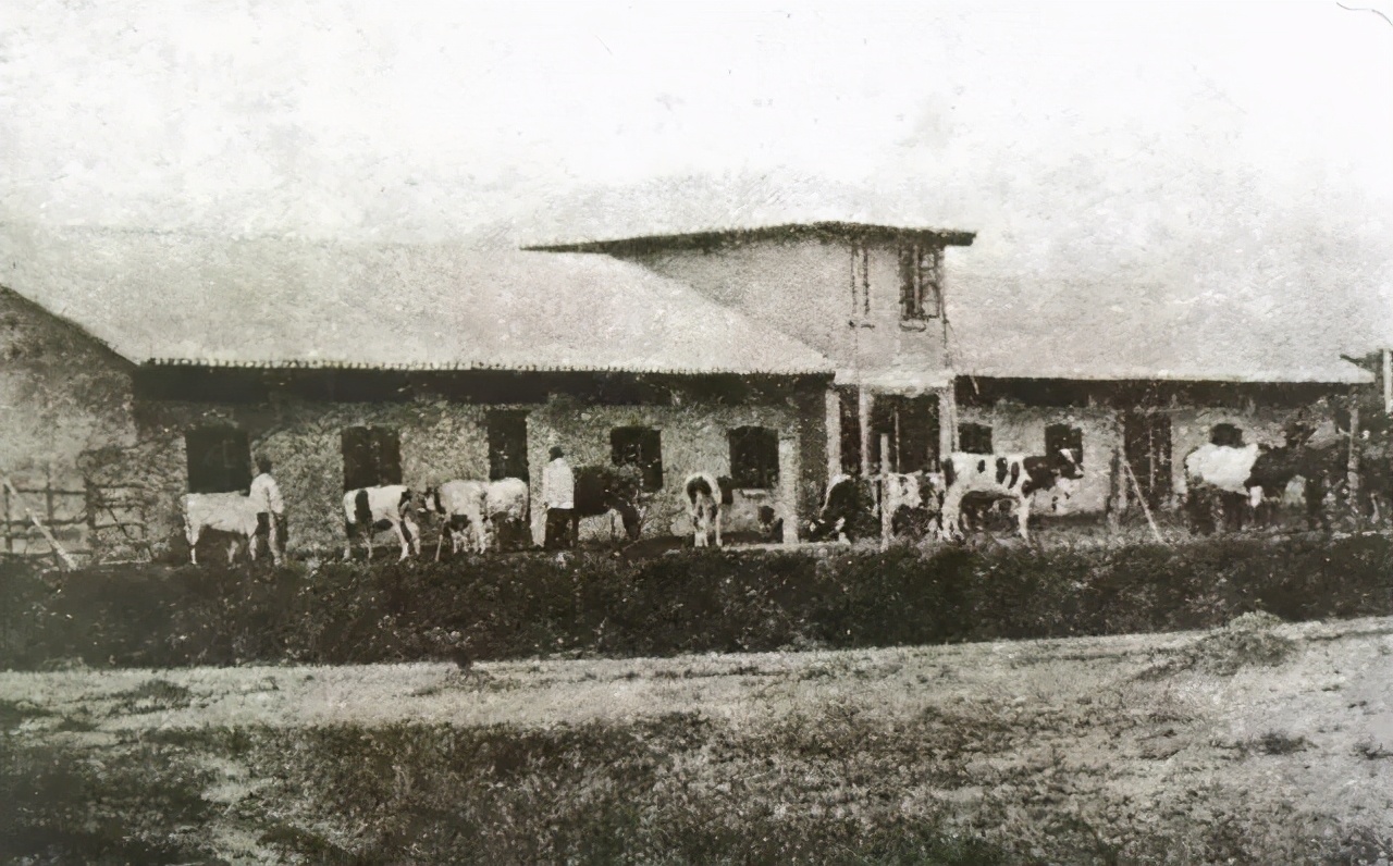 盘点那些宝藏零食酸奶,每个地方独有的酸奶