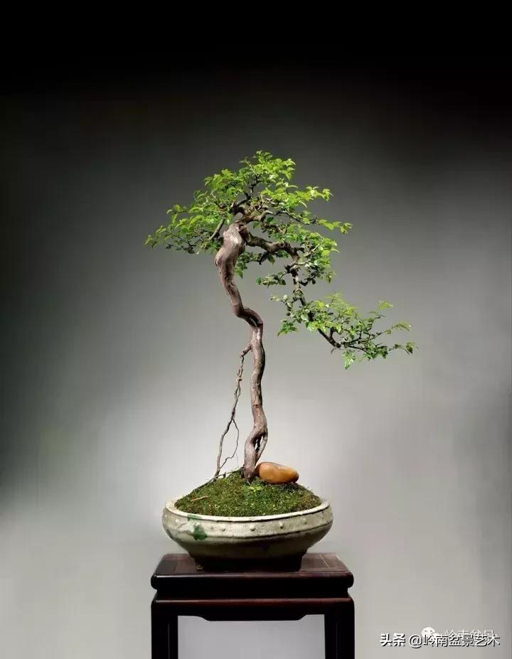 最美的100盆雀梅盆景,雀梅盆景第一年修剪视频