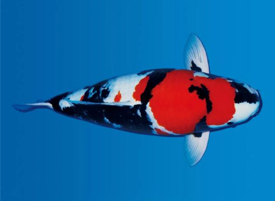 锦鲤饲养水体需要哪些药物,锦鲤鱼饲养方法锦鲤的专用饲料