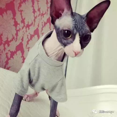 无毛猫斯芬克斯也很可爱,斯芬克斯无毛猫往你身上蹭的原因