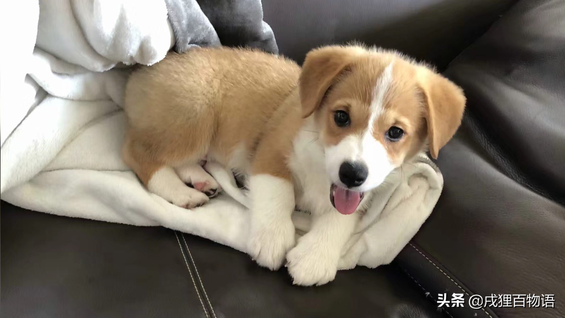 第一次养狗，如何避开各种“坑”？省钱省心攻略在这里