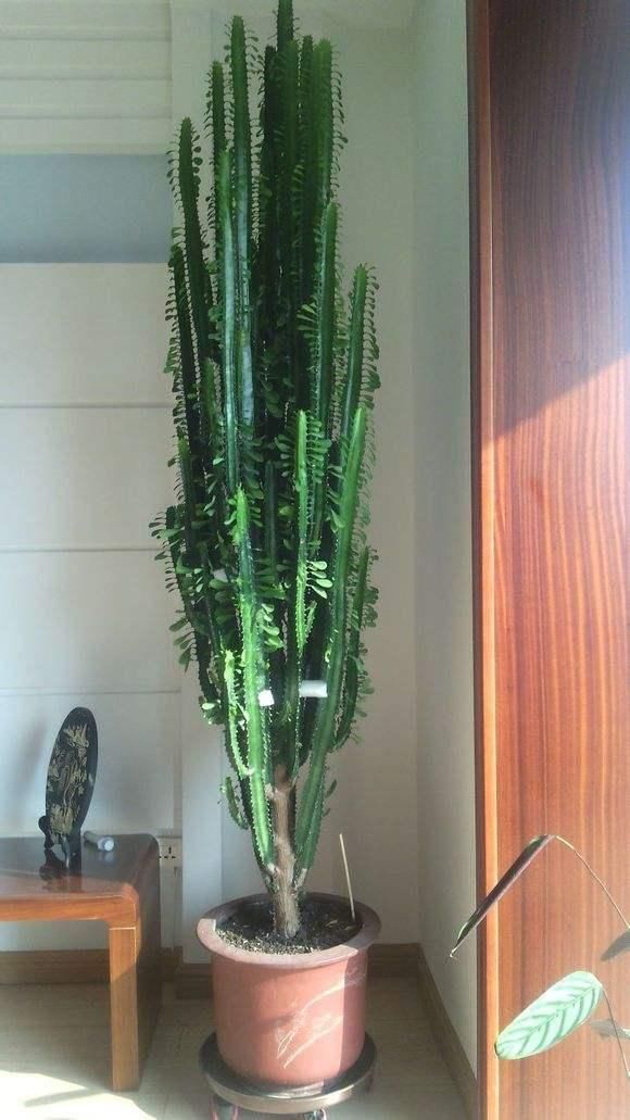 浇水过多死的植物,最容易浇死的6种花