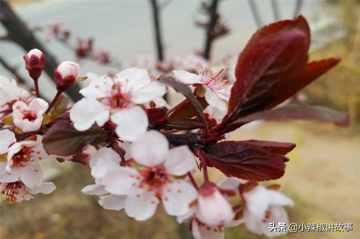 故事：朱迪消失不见，史莱姆主动帮忙，赫本很感动