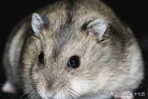 仓鼠最适合新手饲养的排名,仓鼠饲养新手入门教学