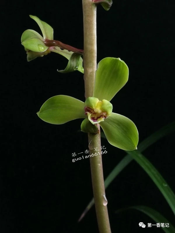 蕙兰程梅传统老品种,花开欣赏