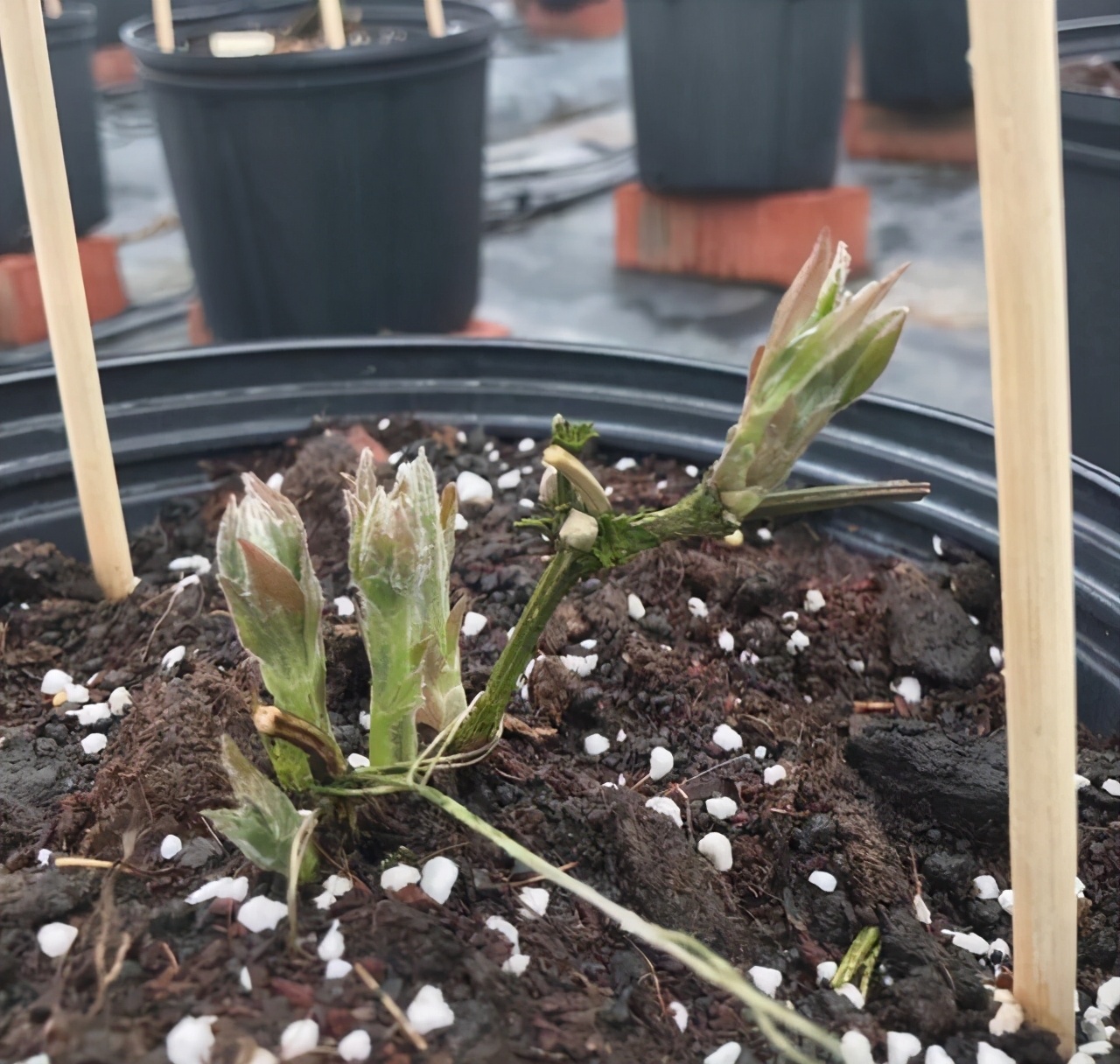 铁线莲的秋季养护方法,铁线莲过夏怎么养