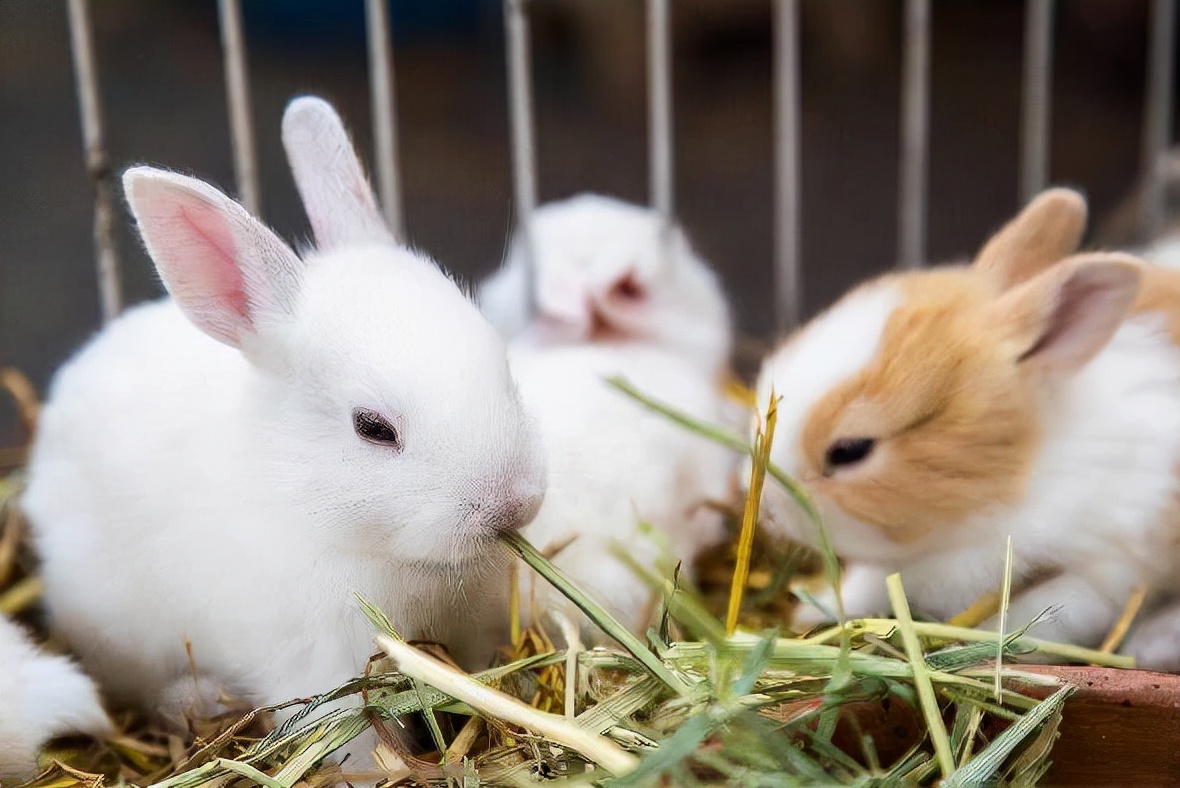 兔子跟鸡鸭鹅羊混养要注意的问题,兔子怎么养殖最好成活率很高