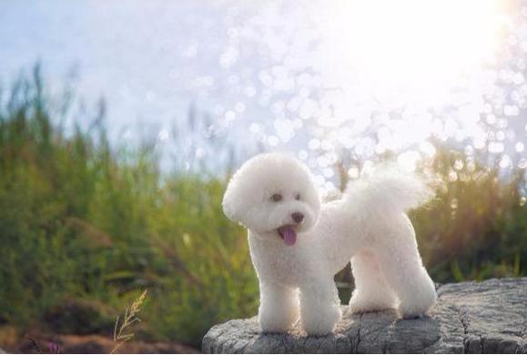 比熊犬有泪痕怎么去除,比熊犬泪痕怎么清除