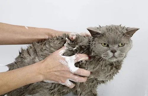 人得了猫癣越来越严重怎么办,怎么预防猫癣最有效的方法