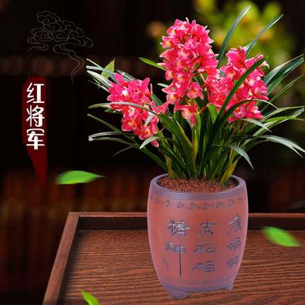 它是兰花中的“开花机器”，一年开3次，花味香浓，花色火红喜庆