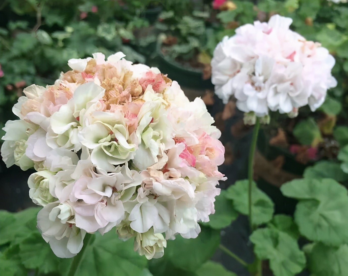 这种花别乱浇水水越多越不开花,这种花不怕冷好养易活