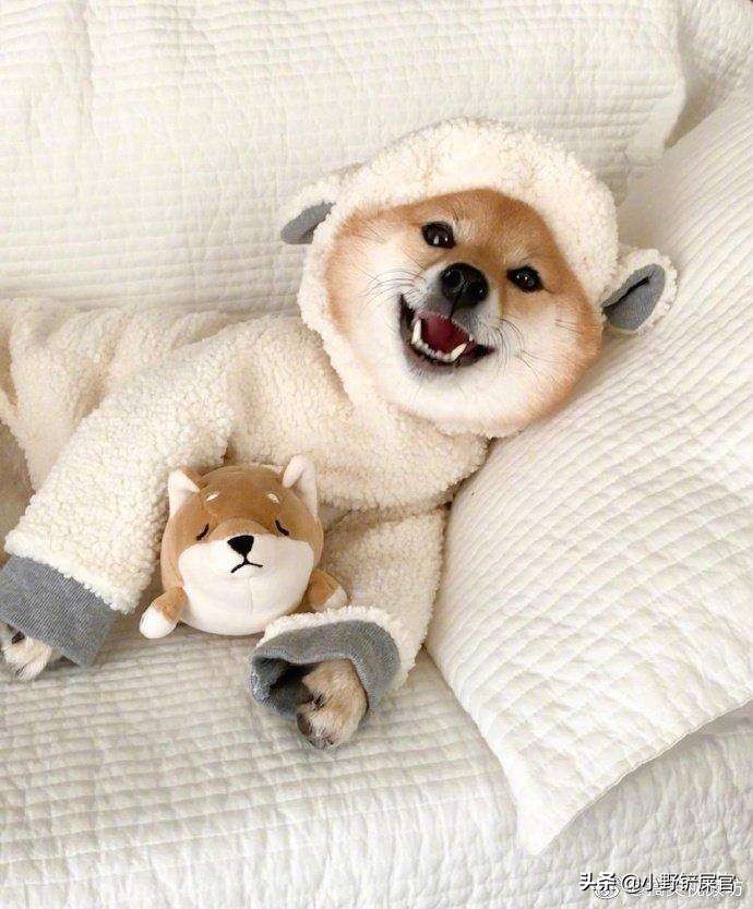 怎么选到一只性格乖的柴犬,如何能挑到一只稳重安静的柴犬