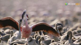 被吹爆的神片,被吹上天的神作