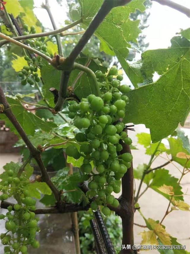 遵化有山有水的农家院,遵化美丽农家院