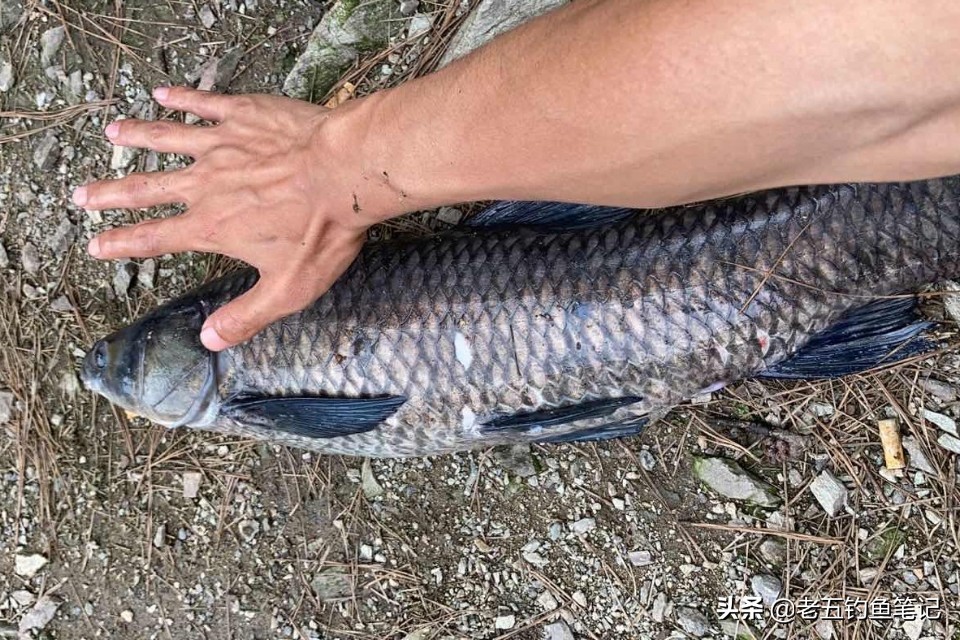 秋天的鱼肥美吗,秋天下雨过后的鱼好钓吗
