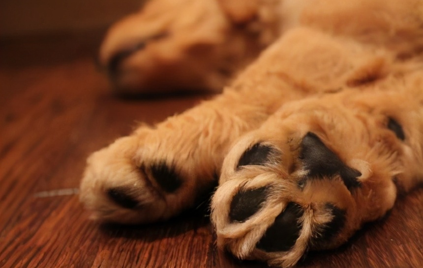 有什么防暑小妙招,狗狗防暑小常识