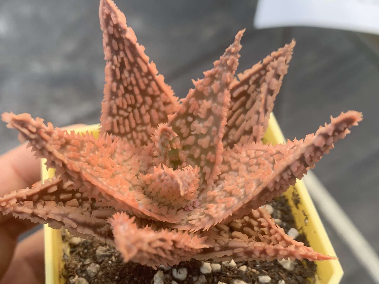 园艺观赏芦荟,园艺芦荟图鉴说明