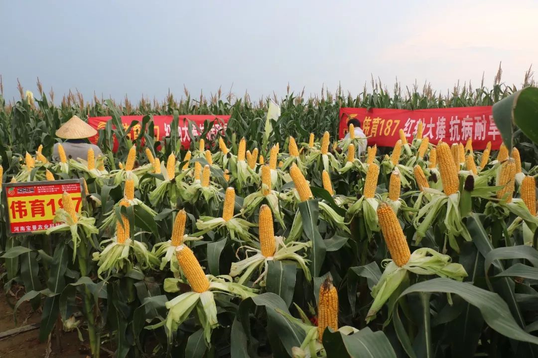 宝景农业,转变思路种地挣钱