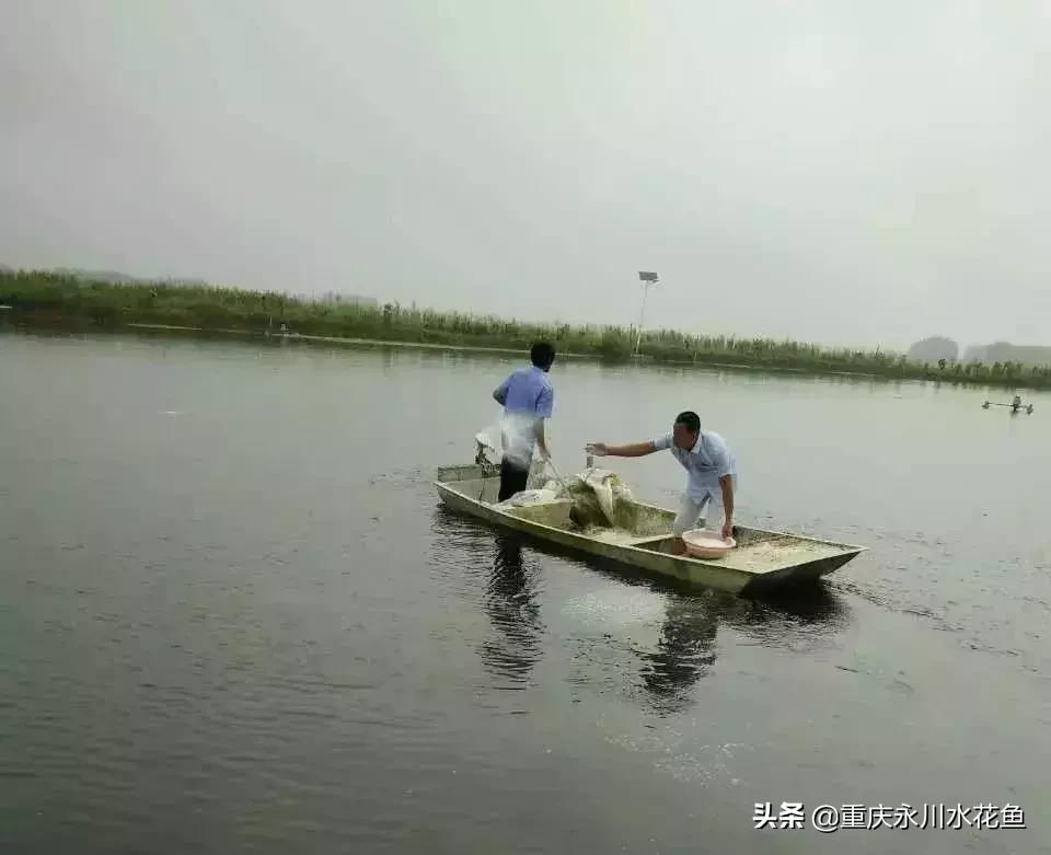 鲢鳙出血病防治方法,花白鲢败血症用什么药