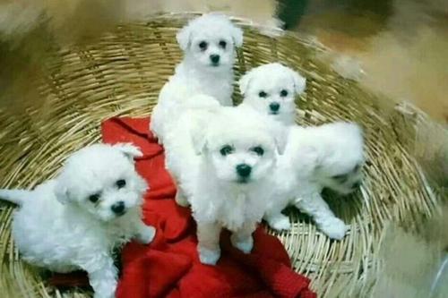 如何挑选小狗狗三个技巧,如何挑选幼犬