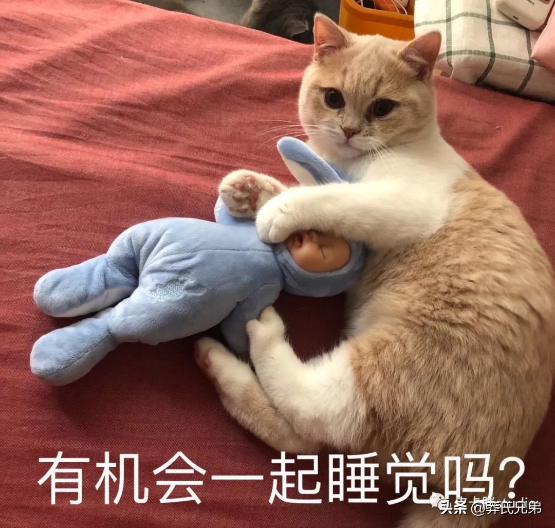 可爱小奶猫刚生出成长日记,一只小奶猫的成长过程