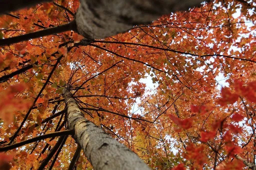 东莞周边11月份赏红叶好去处,东莞观音山看红叶攻略