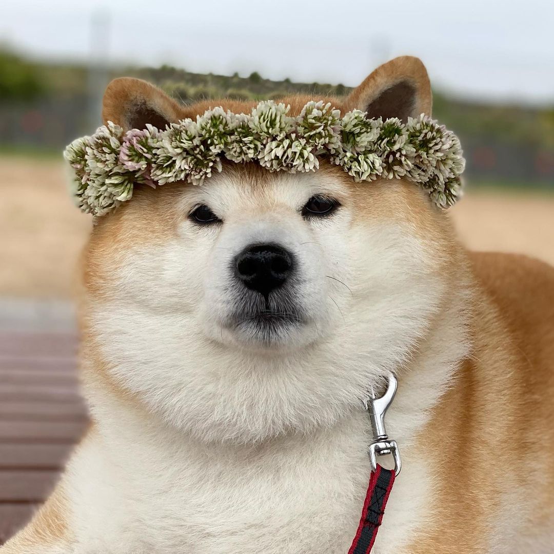 柴犬选购教你挑选纯种柴犬标准,柴犬哪个渠道购买最靠谱